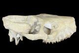 Oreodont (Merycoidodon) Partial Skull - Wyoming #113034-7